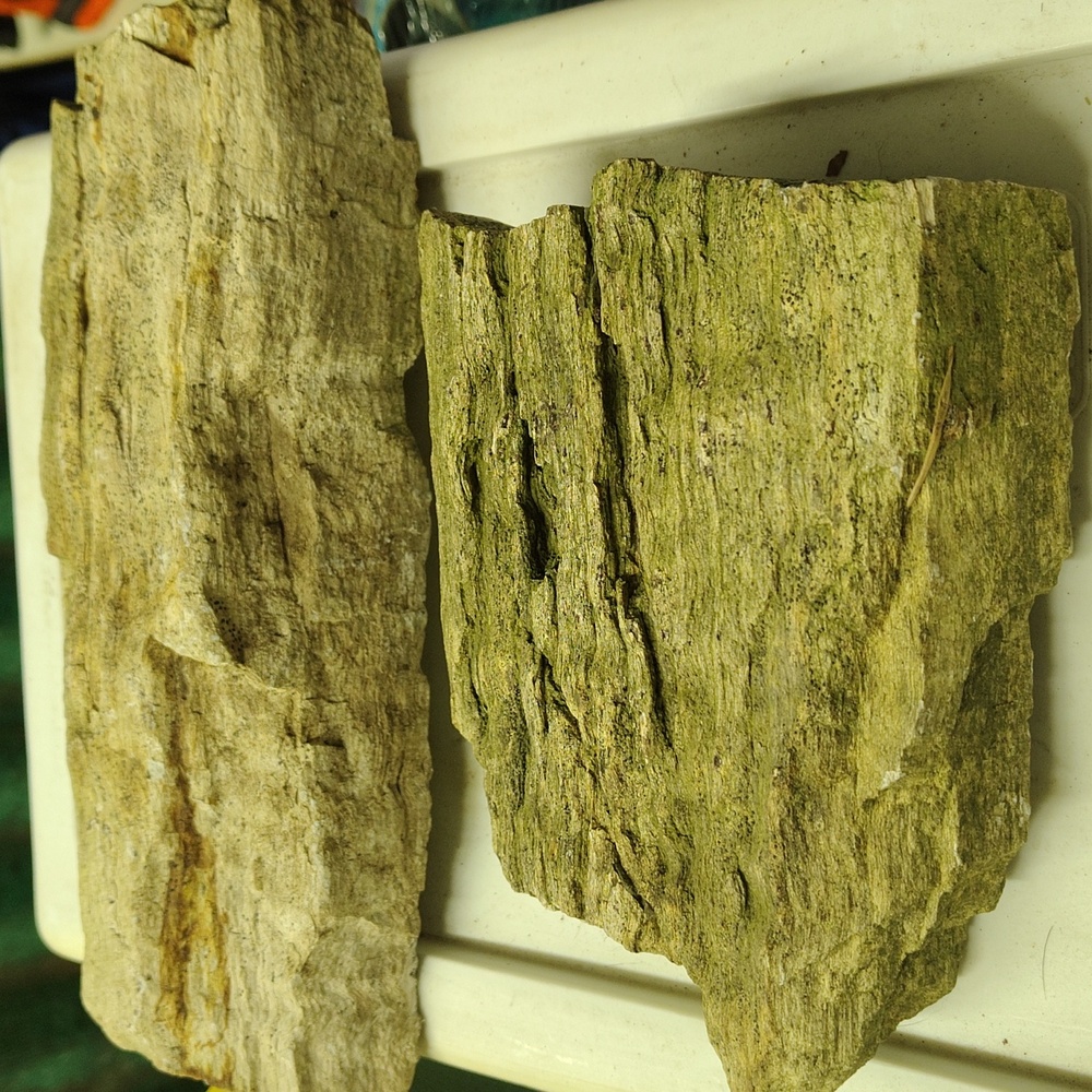 Petrified Wood